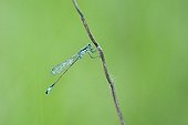 Male blue tailed damselfly a spring evening Allier France