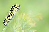 Swallowtail caterpillar eating a stem of dill Allier France ; The Dill is the host plant of the butterfly. 