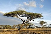 Umbrella Thorn (Acacia tortilis) in dry savanna habitat, Ndutu, Ngorongoro, Tanzania, Africa