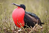 Magnificent Frigatebird (Fregata magnificens) sitting on brushwood and mating with bloated throat pouch, Genovesa Island, Tower Island, Galápagos Archipelago, Ecuador, South America