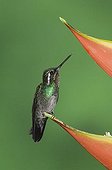Purple-throated Mountain-gem (Lampornis calolaema), male perched on Heliconia flower, Central Valley, Costa Rica, Central America