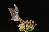 Lesser Long-nosed Bat (Leptonycteris curasoae), adult in flight at night feeding on Agave blossom (Agave sp.), Tucson, Sonoran desert, Arizona, USA