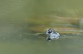 Green Frog in a puddle in a summer evening France