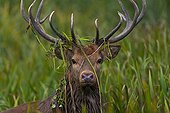 Male red deer with grass caught in its antlers Spain 