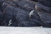 Polar bear female with its two cubs leaving water Canada  ; 6 months old cubs.