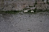 Polar bear female followed by its cub on a cliff Canada