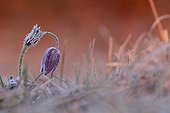 Anémone pulsatille sous le givre au printemps Alsace France
