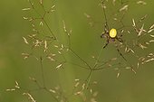 Four spot orb weaver on grass inflorescence France 