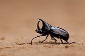 Rhinoceros Beetle in Laos