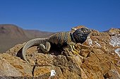 Great basin collared Lizard male Death Valley NP California