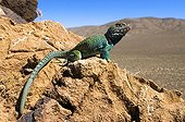 Collared Lizard male with a regenerated tail Arizona