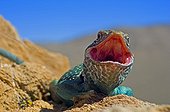 Collared Lizard male in a Defensive posture Arizona USA
