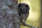 Young Tengmalm's Owl or Boreal Owl (Aegolius funereus), Finland, Europe