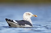 Lesser Blackback Gull swimming on a lake in autumn UK