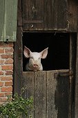 Pig portrait at the door of a farmhouse France