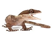Giant bent-toed gecko in studio ; Origine : New Guinea