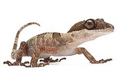 Giant bent-toed gecko in studio ; Origine : New Guinea