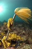 Long-snouted Seahorse hang on Feather Duster Worm, Piran, Adriatic Sea, Slovenia