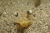 Penaeid Shrimp, King Prawn, Piran, Adriatic Sea, Slovenia