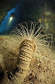 Tube Anemone in Cave, Solta Island, Adriatic Sea, Croatia