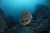 Sailfin Grouper, Malpelo Island, Pacific Ocean, Colombia