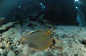 Bluespotted Ribbontail Ray, Marsa Alam, Red Sea, Egypt