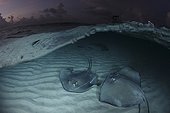 Southern Stingrays, Sandbar, Grand Cayman, Cayman Islands