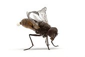 Houseflies curly-winged to feed the NACs