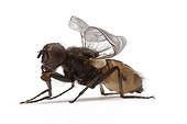 Houseflies curly-winged to feed the NACs