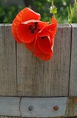 Poppies on a barrel in a garden