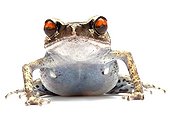 Portrait of a Spotted Litter Frog in studio ; Origin : Southeast Asia