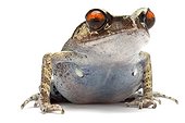 Portrait of a Spotted Litter Frog in studio ; Origin : Southeast Asia