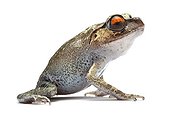 Spotted Litter Frog in studio ; Origin : Southeast Asia