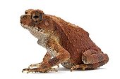 Bony-headed Toad in studio ; Origin : Indochina