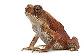 Bony-headed Toad in studio ; Origin : Indochina