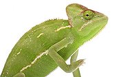 Portrait of a Yemeni Chameleon in studio ; Origin : Yemen