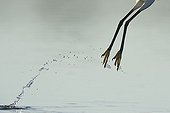 Little Egret flying away from the river Allier France 