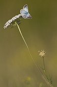 Chalkhill blue on a carot umbel in the early morning France