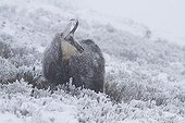 Chamois in a snowstorm in winter Vosges France 
