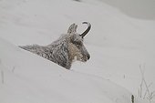 Chamois lying in the snow in winter Vosges France 