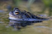 Portrait of a common toad in water in the spring France 