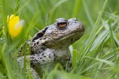 Common toad in the grass in the spring France 