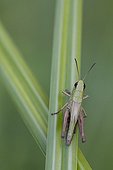 Grasshopper on a leaf France