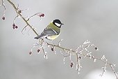 Great tit on a frosted branch of sweetbriar France 