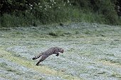 Wild cat hunting in the hay mowed Vosges France
