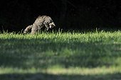 Wild cat hunting in a meadow Vosges France