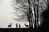 Roe Deer silhouettes bordering forest Vosges France 