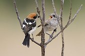 Woodchat Shrike and chick on a branch France