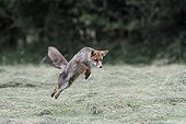 Red fox hunting in the hay Vosges France 