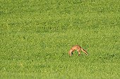 Red fox hunting in a meadow Vosges France 